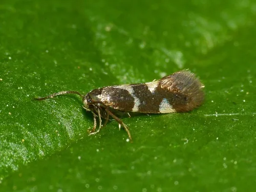 Antispila metallella