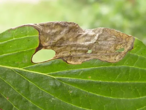 Antispila metallella - photo 2