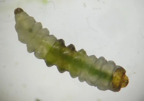 Antispila metallella - photo 3