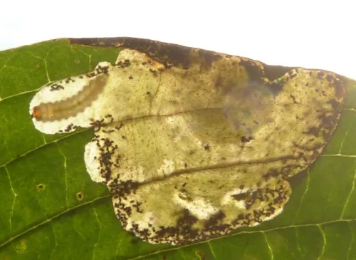 Antispila metallella - photo 4