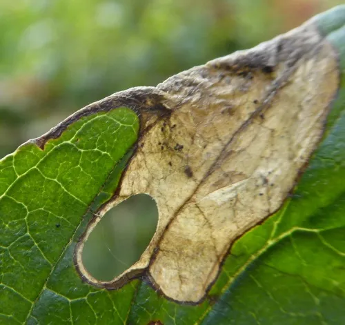 Antispila metallella - photo 5