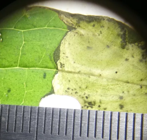 Antispila metallella - photo 6