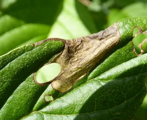 Antispila metallella - photo 8