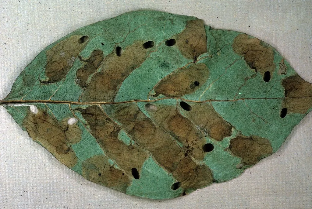Tupelo Leafminer - Hodges#0234