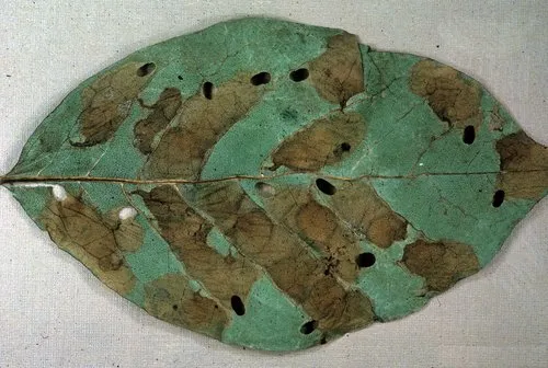 Tupelo Leafminer - Hodges#0234 - photo 2