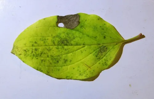 Antispila petryi