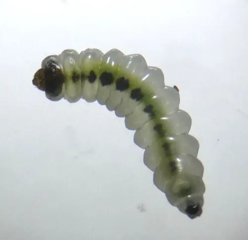 Antispila petryi - photo 2