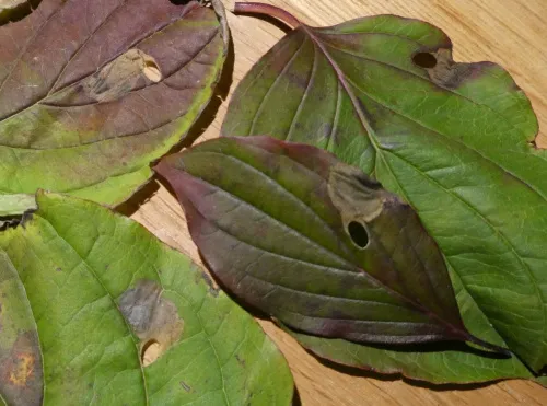 Antispila petryi - photo 3