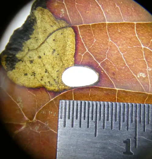 Antispila petryi - photo 5