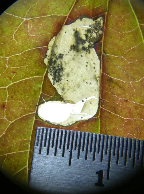 Antispila petryi - photo 6