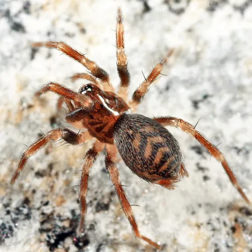 Antistea brunnea