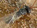 Antistrophus jeanae