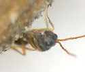 Antistrophus jeanae - photo 2