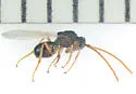 Antistrophus jeanae - photo 3