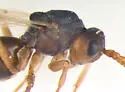 Antistrophus jeanae - photo 4