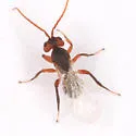 Antistrophus rufus