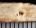 Antistrophus undescribed-laciniatum-leaf-gall-wasp