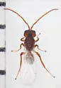 Antistrophus undescribed-laciniatum-leaf-gall-wasp - photo 2