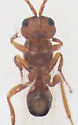 Antistrophus undescribed-laciniatum-leaf-gall-wasp - photo 3