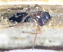 Antistrophus undescribed-laciniatum-leaf-gall-wasp - photo 4