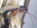 Antistrophus undescribed-laciniatum-leaf-gall-wasp - photo 5