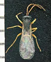 Antistrophus undescribed-perfoliatum-stem-cluster-gall - photo 2