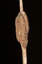 Antistrophus undescribed-perfoliatum-stem-cluster-gall - photo 4