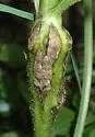 Antistrophus undescribed-perfoliatum-stem-cluster-gall - photo 5