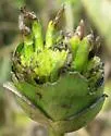Antistrophus undescribed-silphium-flower-galls