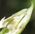 Antistrophus undescribed-silphium-flower-galls - photo 2