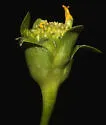 Antistrophus undescribed-silphium-flower-galls - photo 3