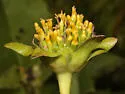 Antistrophus undescribed-silphium-flower-galls - photo 4