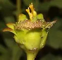 Antistrophus undescribed-silphium-flower-galls - photo 5