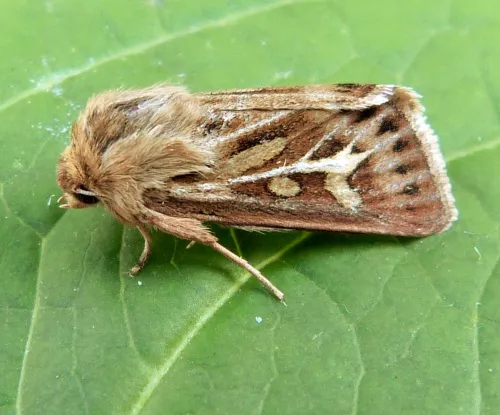 Antler Moth - Cerapteryx graminis