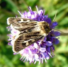 Antler Moth - photo 2