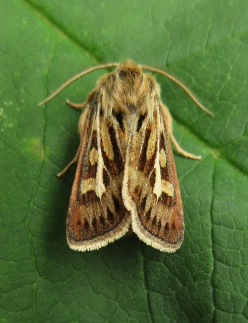 Antler Moth - photo 3