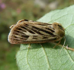 Antler Moth - photo 4