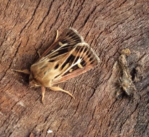 Antler Moth - photo 5