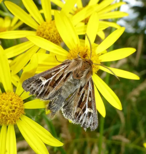 Antler Moth - photo 6