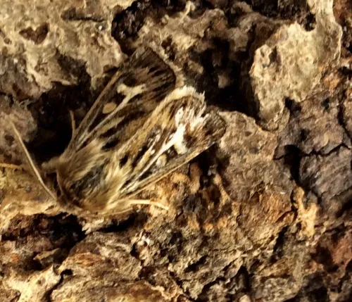 Antler Moth - photo 7