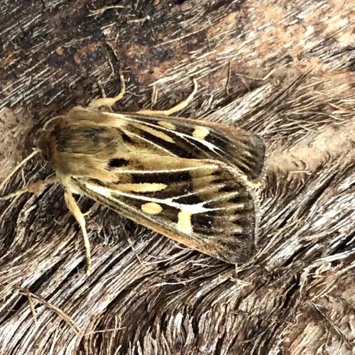 Antler Moth - photo 8