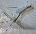 Antocha saxicola