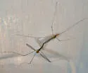 Antocha saxicola - photo 2
