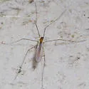 Antocha saxicola - photo 3