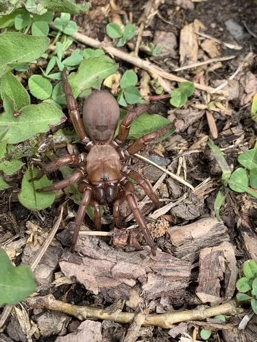 Antrodiaetus hageni