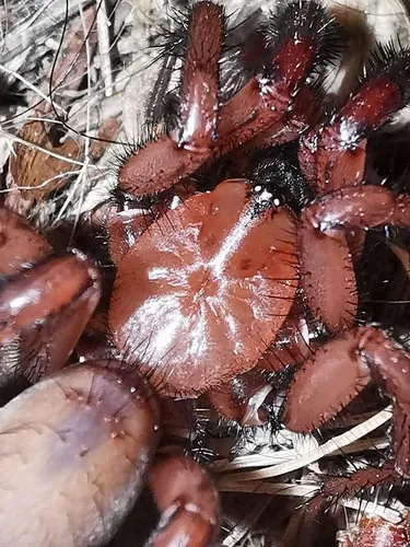 Antrodiaetus hageni - photo 2