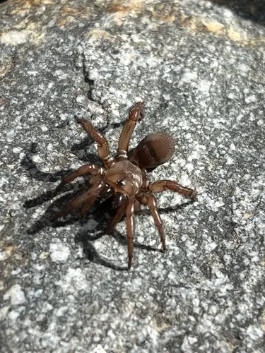 Antrodiaetus hageni - photo 3