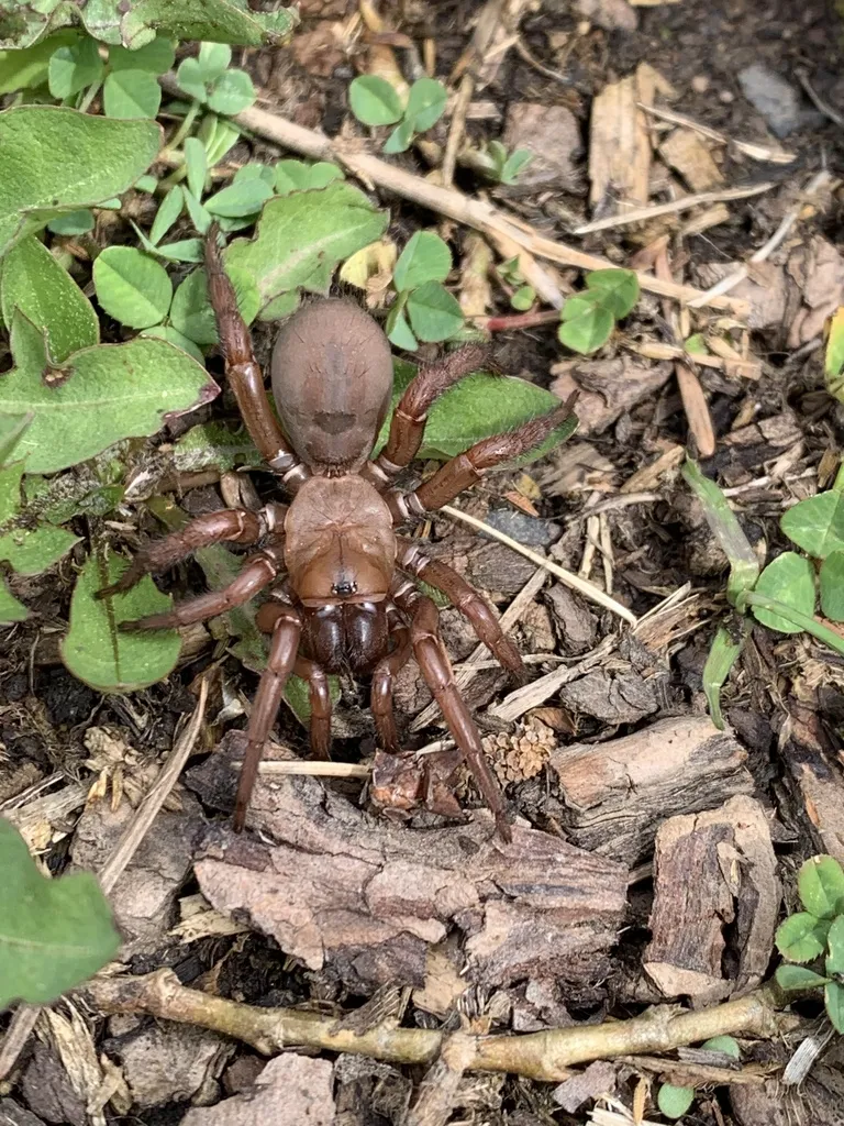 Antrodiaetus hageni - photo 5
