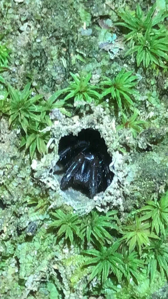 Antrodiaetus microunicolor - Antrodiaetus microunicolor