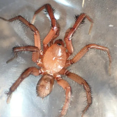 Antrodiaetus montanus